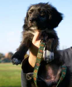 Parks Project Power To The Parks Shrooms Dog Leash Home Page